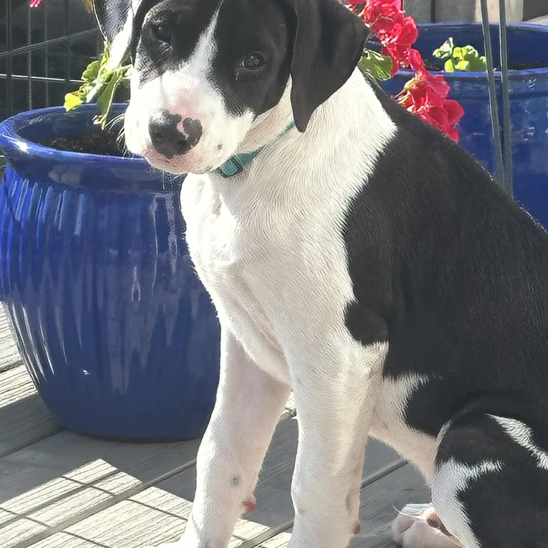 A baby medium-sized male Mixed Breed dog named Po in Maine for adoption in Kennebunkport, ME