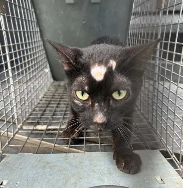 A young small-sized female Domestic Short Hair cat named Scar for adoption in San Antonio, TX