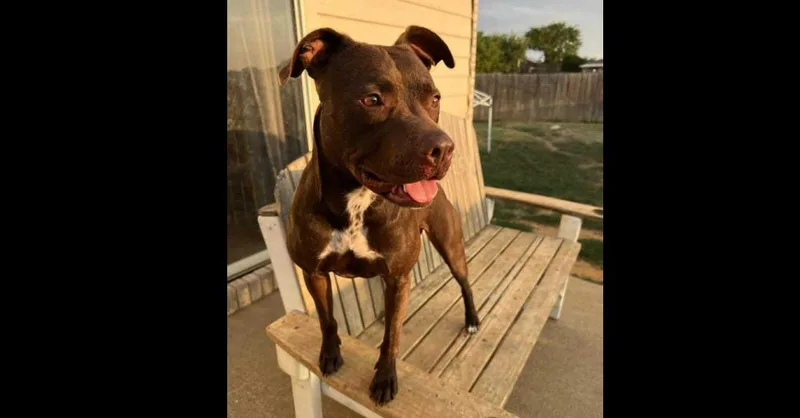 A young medium-sized female Labrador Retriever dog named Jenny for adoption in Dallas, TX