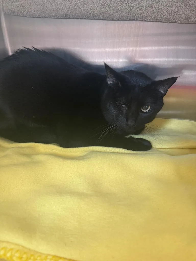 An adult small-sized male Domestic Short Hair cat named Sir for adoption in Hyde Park, NY