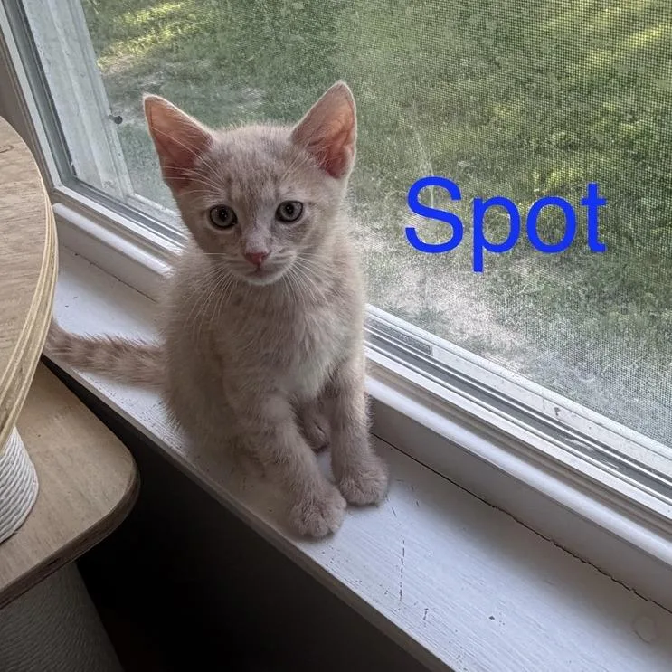 A baby small-sized male Buff / Tan / Fawn Domestic Short Hair cat named Spot for adoption in Carmel, IN