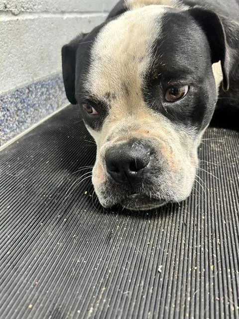 A young medium-sized female Pit Bull Terrier dog named Finley for adoption in Charlotte, NC