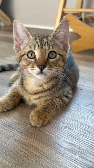 A baby medium-sized male Tabby (Brown / Chocolate) Domestic Short Hair cat named Braze for adoption in Portland, OR