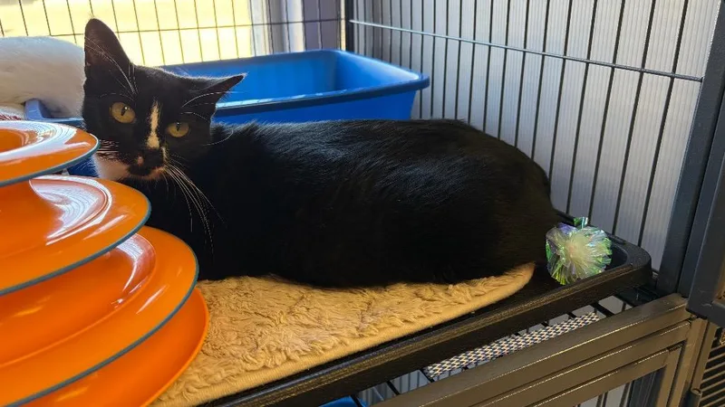 A young small-sized female Domestic Short Hair cat named Amora for adoption in Lewisville, TX