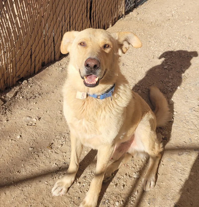 An adult large-sized male Yellow / Tan / Blond / Fawn German Shepherd Dog dog named Achilles for adoption in Oro Valley, AZ