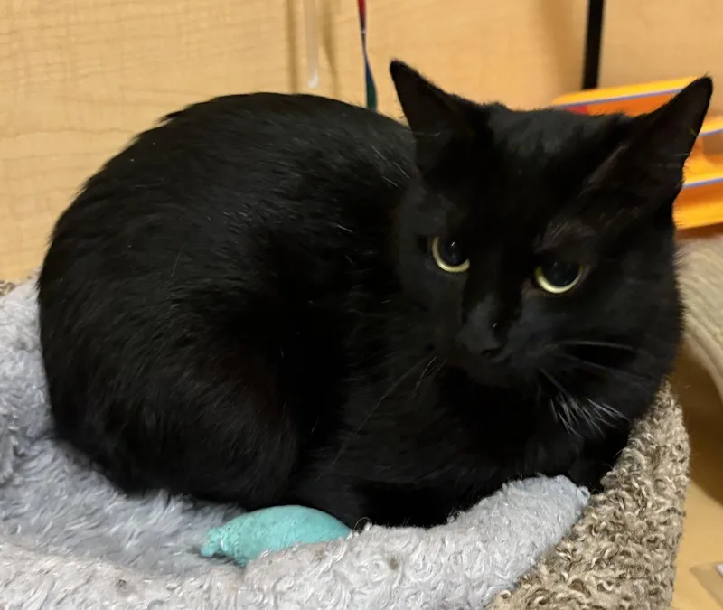 An adult medium-sized female Domestic Short Hair cat named Miranda for adoption in Kansas City, MO
