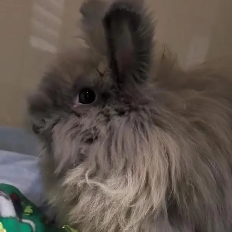 An adult small-sized male Gray / Blue / Silver Domestic Short Hair cat named Cheddar for adoption in Point Richmond, CA