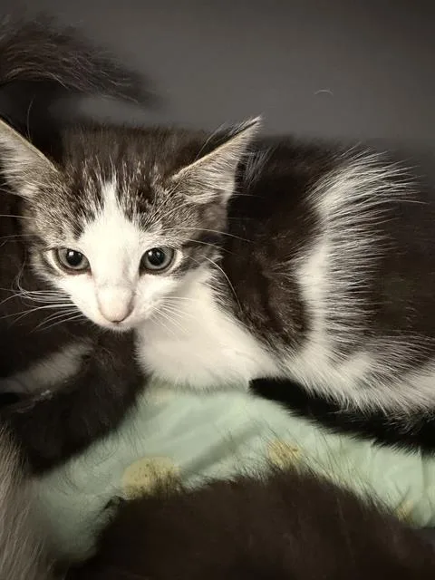 A baby medium-sized female Domestic Medium Hair cat named Carly for adoption in Dallas, TX