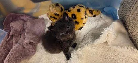 A young medium-sized male Black Domestic Short Hair cat named Joseph for adoption in Williamsburg, IA