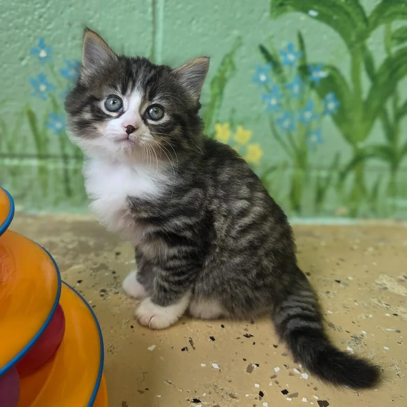 A baby small-sized female Gray / Blue / Silver Domestic Short Hair cat named Halibut for adoption in Newport, TN