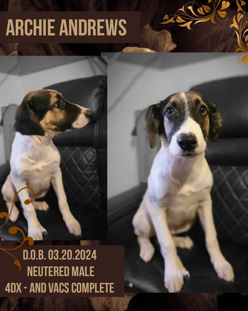 A young medium-sized male Tricolor (Brown, Black, & White) Labrador Retriever dog named Archie Andrews for adoption in Kermit, TX
