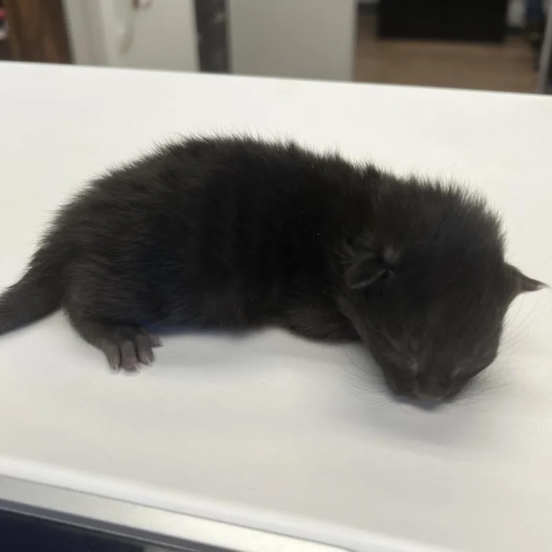 A baby small-sized female Black Domestic Short Hair cat named Mint for adoption in Morganfield, KY
