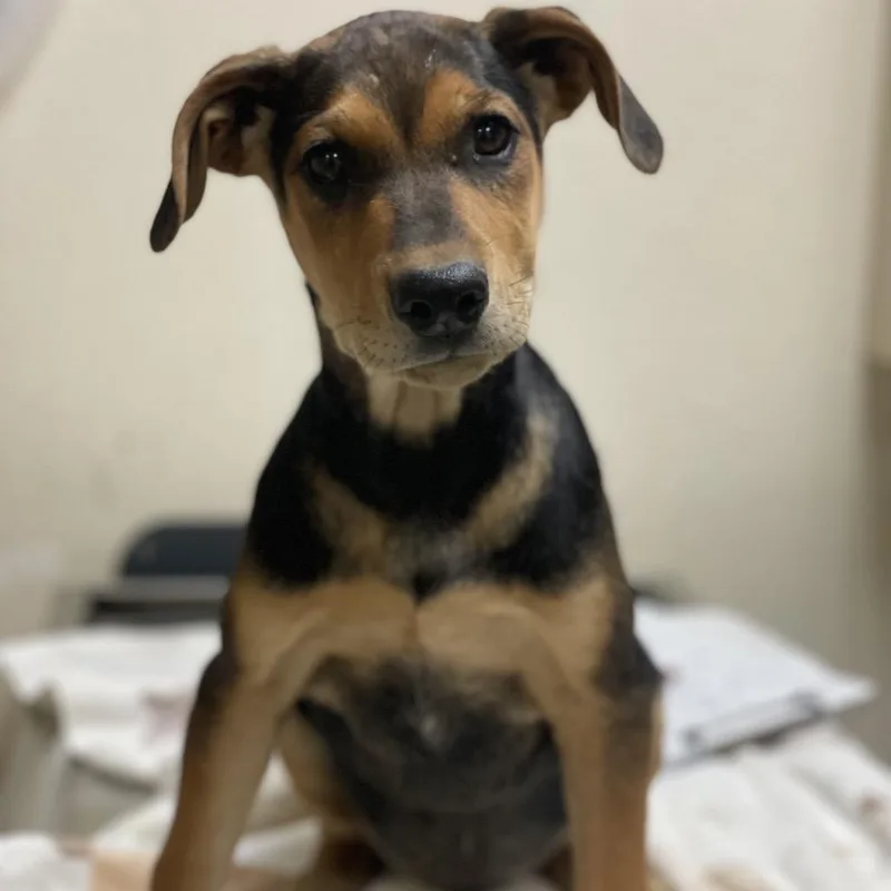 A baby small-sized male Black Shepherd dog named Snoop Dawg for adoption in Riverside, CA