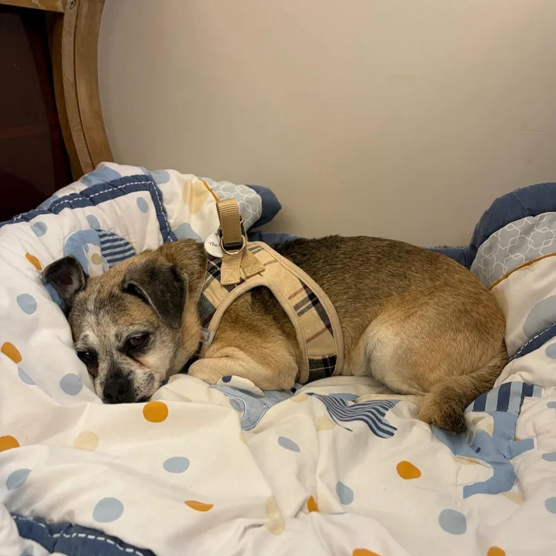 A senior small-sized female Yellow / Tan / Blond / Fawn Pug dog named Thelma for adoption in San Francisco, CA