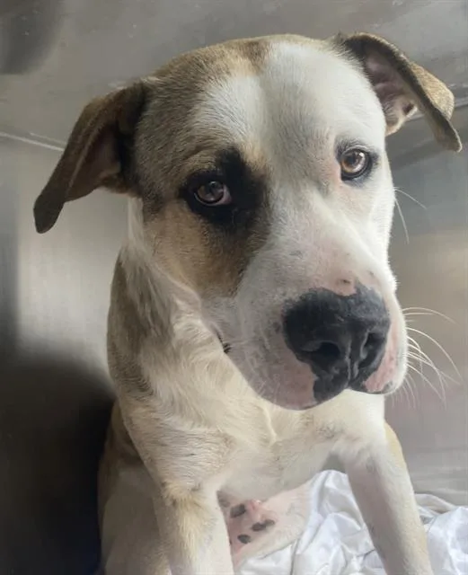 A young large-sized male Mixed Breed dog named Jax for adoption in Dallas, TX