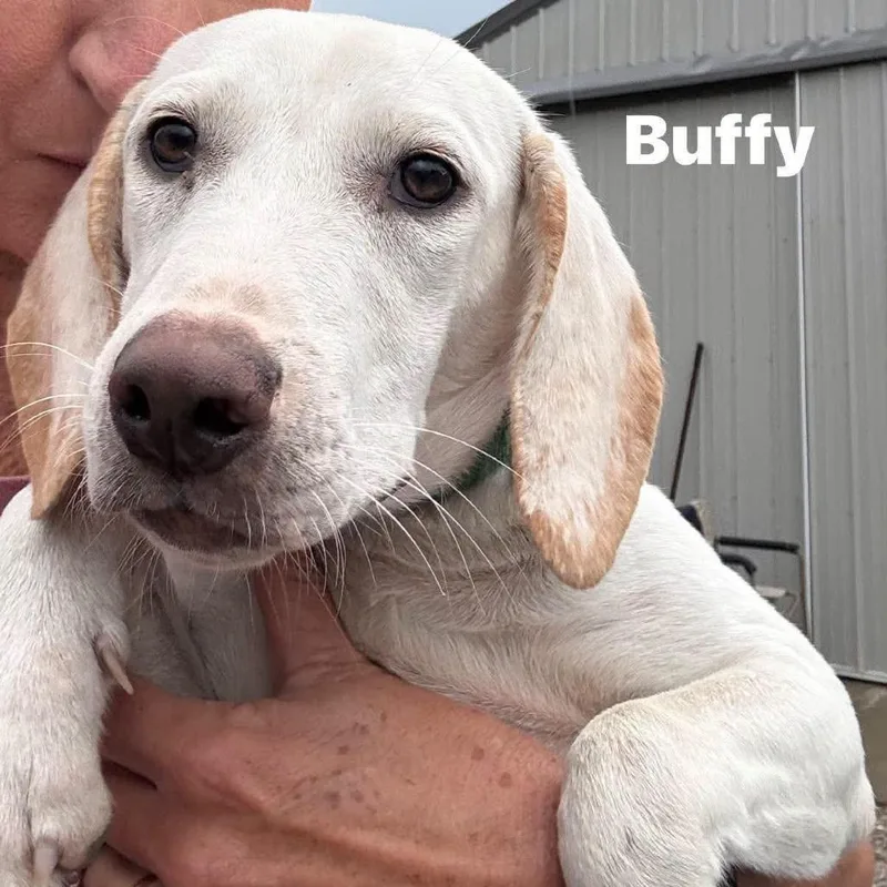 Buffy thumbnail 3