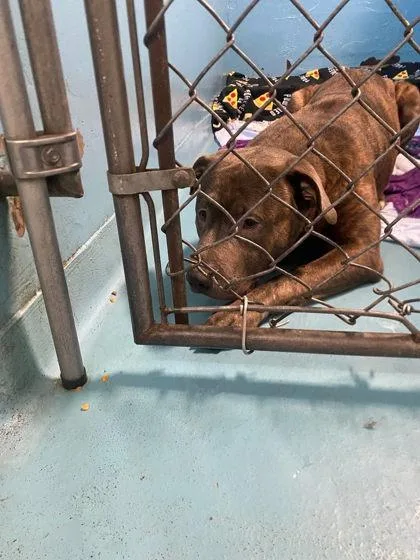 An adult large-sized male Mixed Breed dog named King for adoption in Hobart, IN