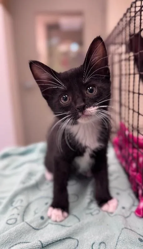 A young medium-sized female Black & White / Tuxedo Domestic Short Hair cat named Publix Pam for adoption in Disputanta, VA