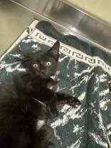 A young medium-sized male Black Domestic Short Hair cat named Sullivan for adoption in Manitowoc, WI