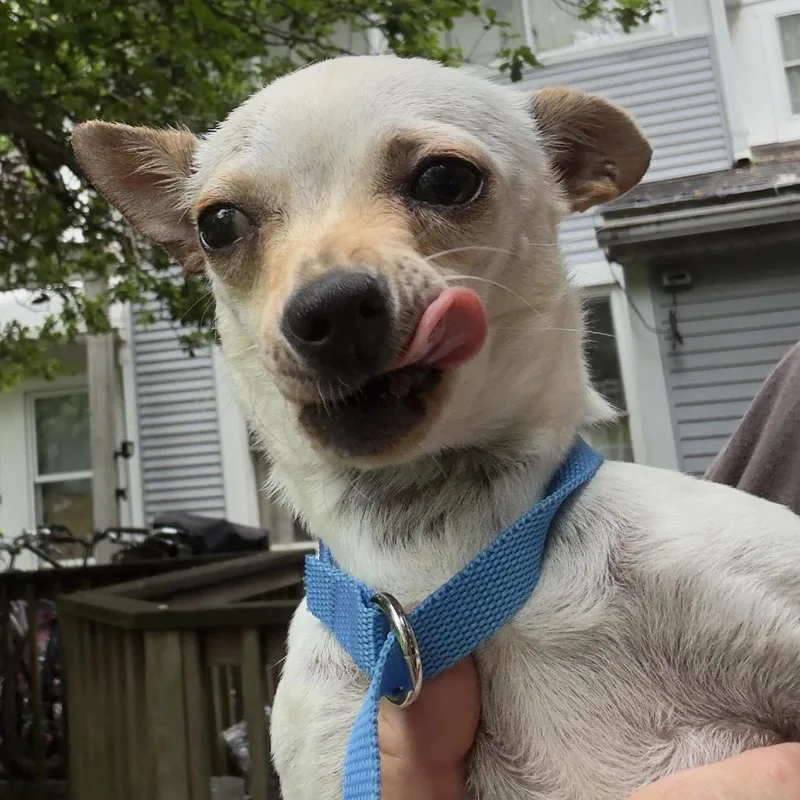 A young small-sized female White / Cream Chihuahua dog named Fae for adoption in Rockville, MD