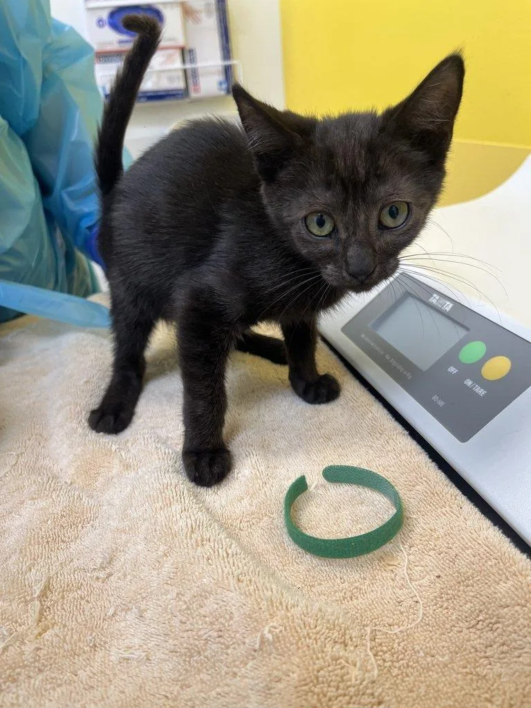 A baby small-sized female Black Domestic Short Hair cat named Minto for adoption in Raleigh, NC