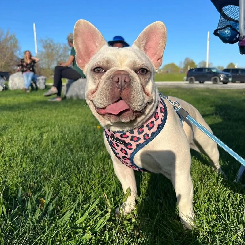 A young small-sized female Apricot / Beige French Bulldog dog named Gemma for adoption in Williston, VT