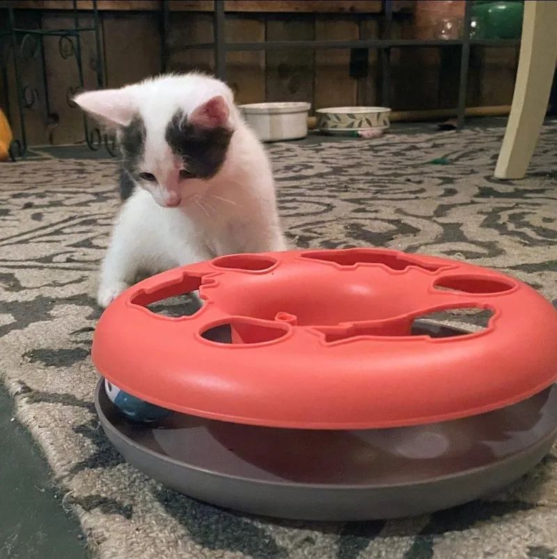 A baby small-sized female Domestic Short Hair cat named Grace for adoption in Canton, CT
