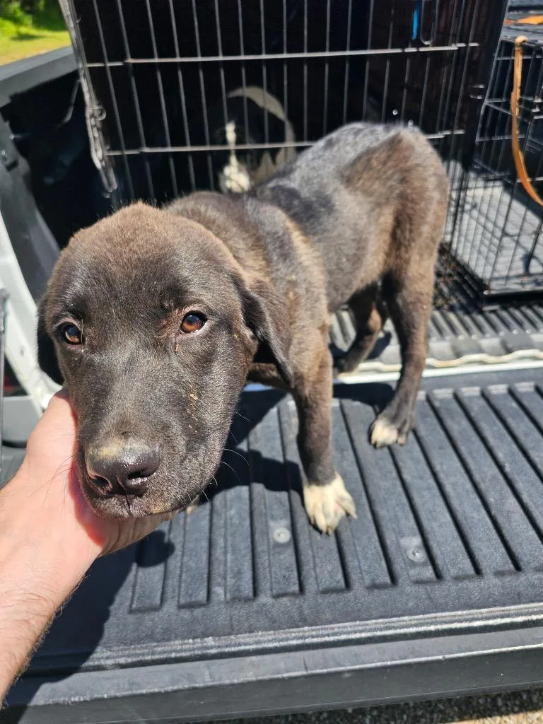 A baby medium-sized female Labrador Retriever dog named Hazel for adoption in Lafayette, TN