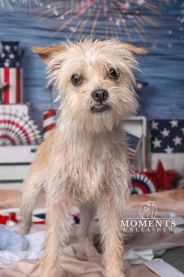 A young small-sized female White / Cream Border Terrier dog named Zottel for adoption in Myakka City, FL