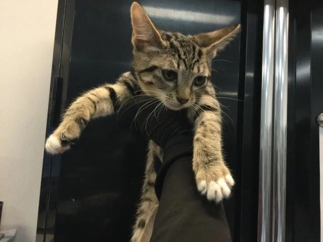 A baby small-sized female Domestic Short Hair cat named Tammy for adoption in Thousand Palms, CA