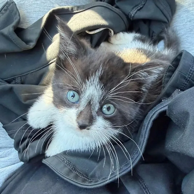 A baby small-sized male Domestic Medium Hair cat named Pawblo Escobar for adoption in Terre Haute, IN