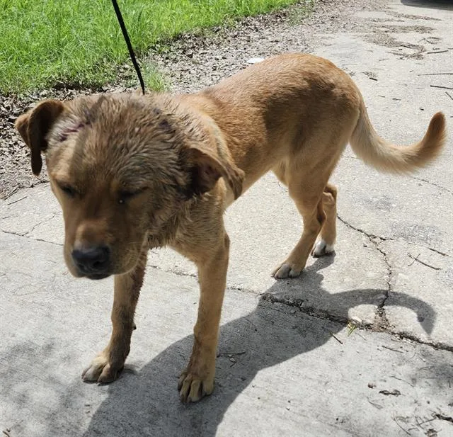 A young medium-sized female Labrador Retriever dog named Dahlia for adoption in San Antonio, TX
