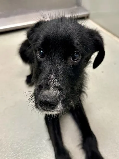 A baby large-sized male Black Mixed Breed dog named Hubert for adoption in Wichita, KS