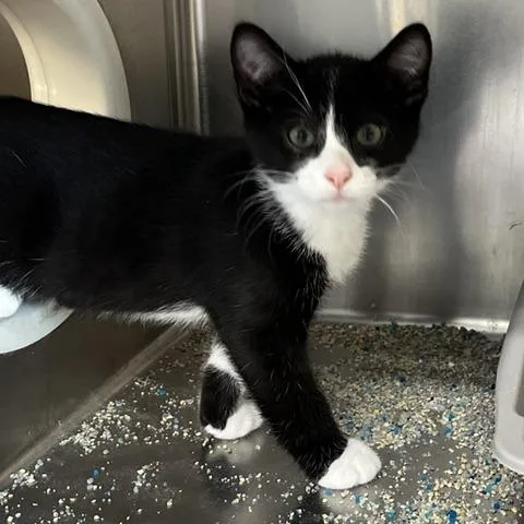 A baby small-sized male Black Domestic Short Hair cat named Gucci for adoption in Baltimore, MD