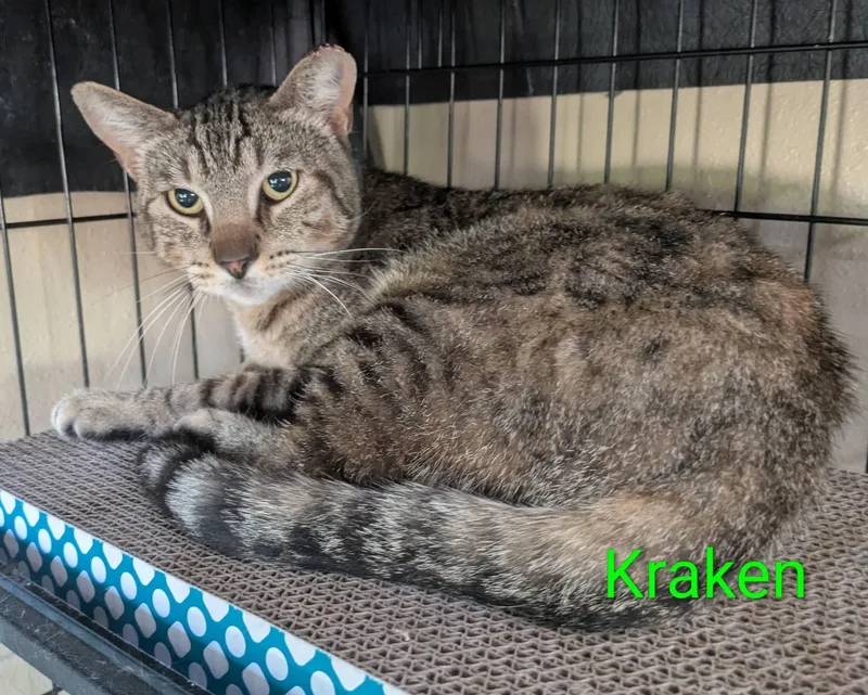 An adult medium-sized male Tabby (Brown / Chocolate) Domestic Short Hair cat named The Kraken for adoption in Logan, UT