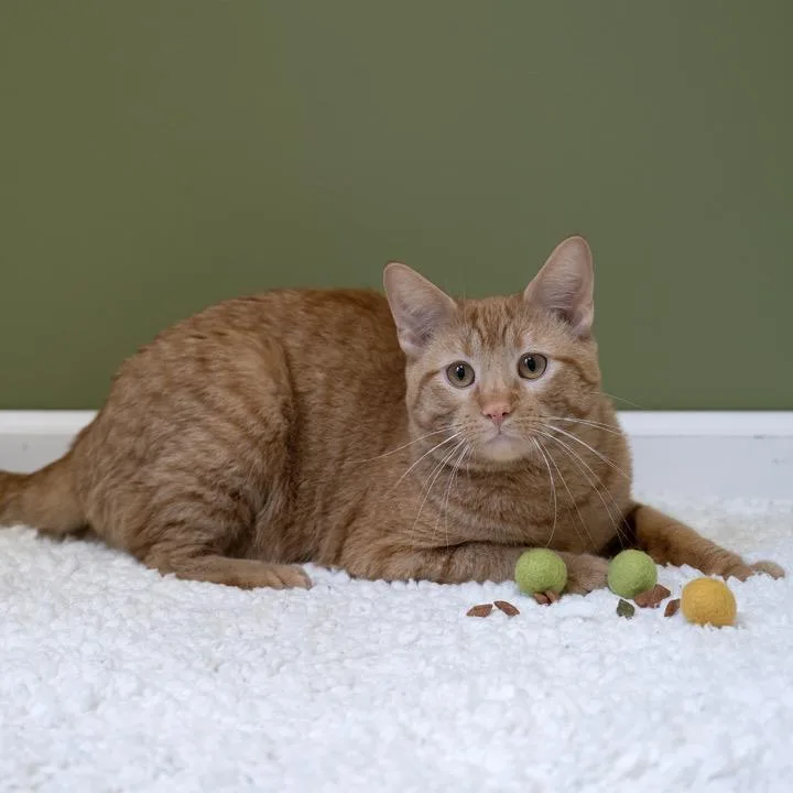 Fuzzbert