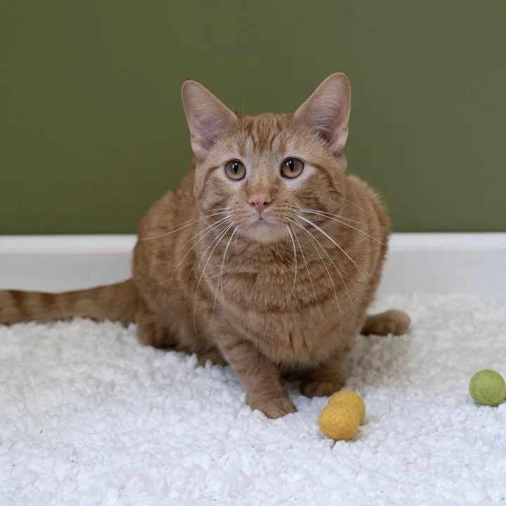 Fuzzbert thumbnail 2