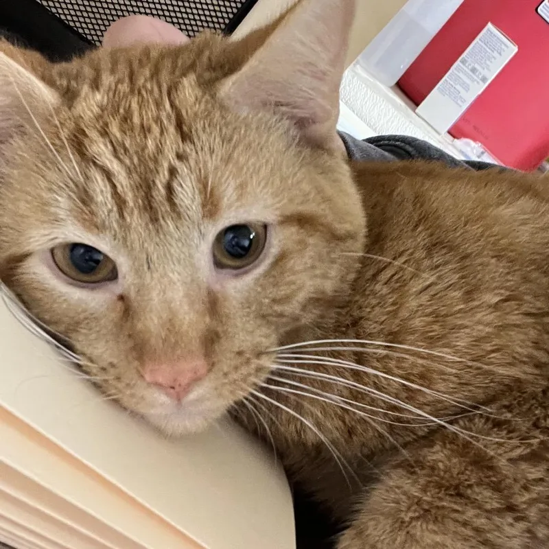 Fuzzbert thumbnail 3