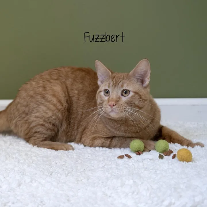Fuzzbert thumbnail 4