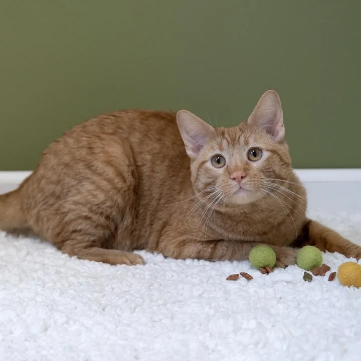 Fuzzbert thumbnail 5