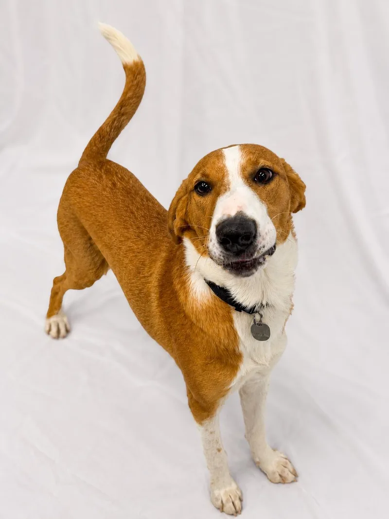 A baby medium-sized female Red / Chestnut / Orange Coonhound dog named Willow for adoption in Kirksville, MO