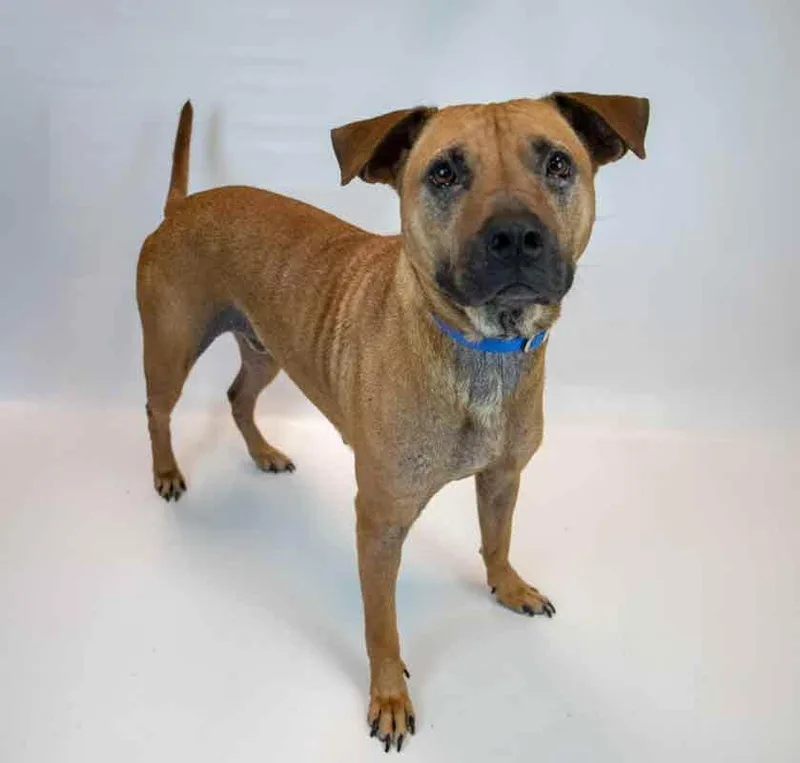 An adult large-sized male Labrador Retriever dog named Roadie for adoption in Kennesaw, GA
