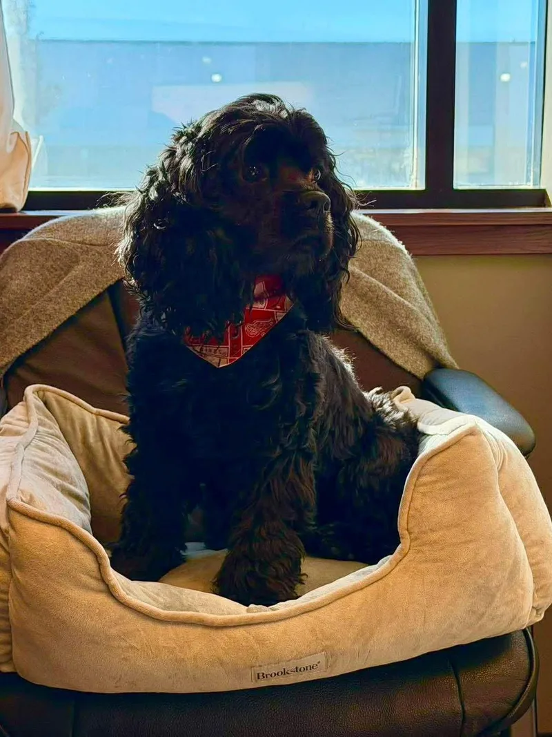 A senior small-sized female Poodle dog named Mia for adoption in Livonia, MI