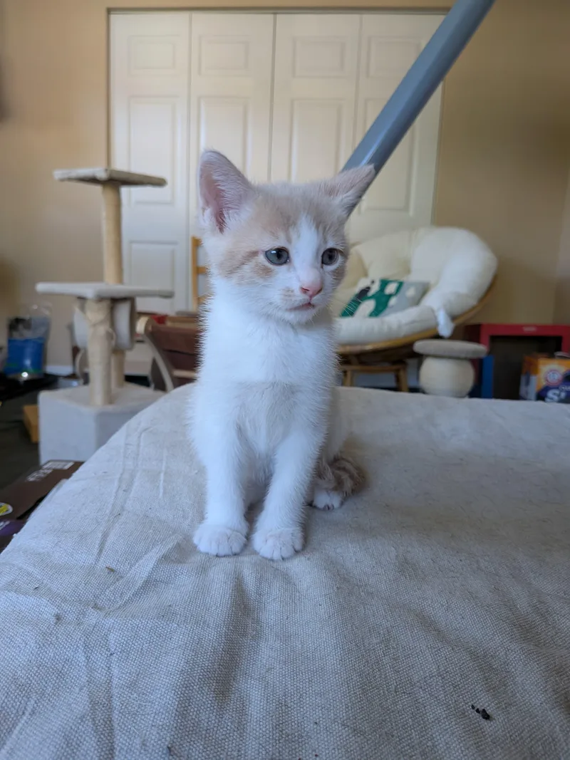 A baby medium-sized male Orange & White Domestic Short Hair cat named Chandler for adoption in Philadelphia, PA