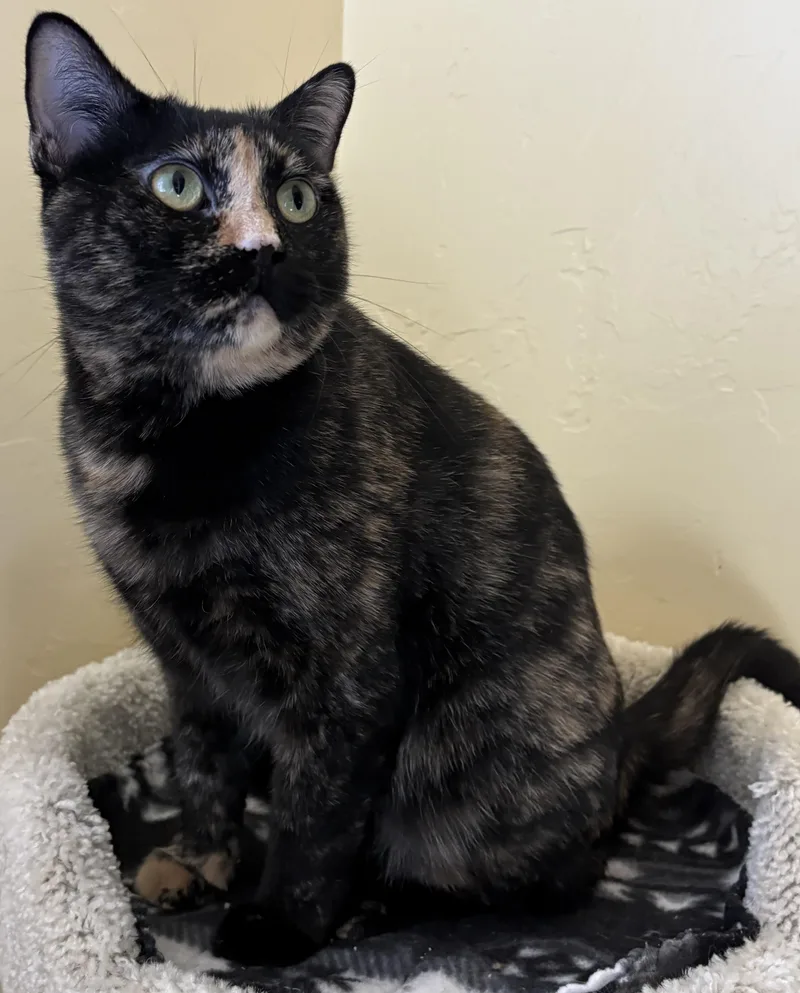 An adult medium-sized female Tortoiseshell Domestic Short Hair cat named Willow for adoption in Prescott, AZ