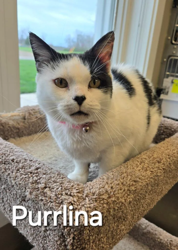 An adult large-sized female Domestic Short Hair cat named Purrlina for adoption in Sidney, OH