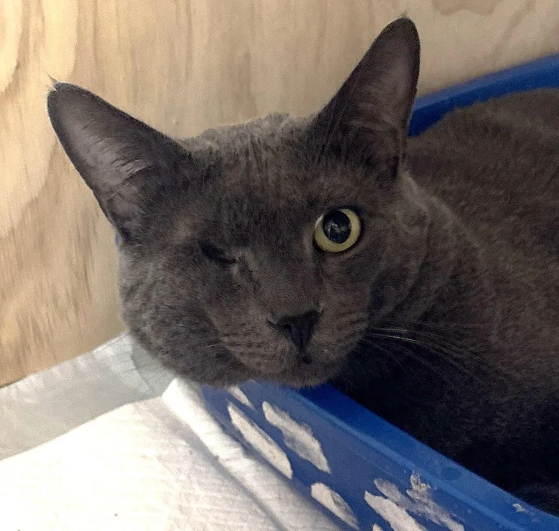 An adult medium-sized male Gray / Blue / Silver Russian Blue cat named Prince for adoption in Orange, CA