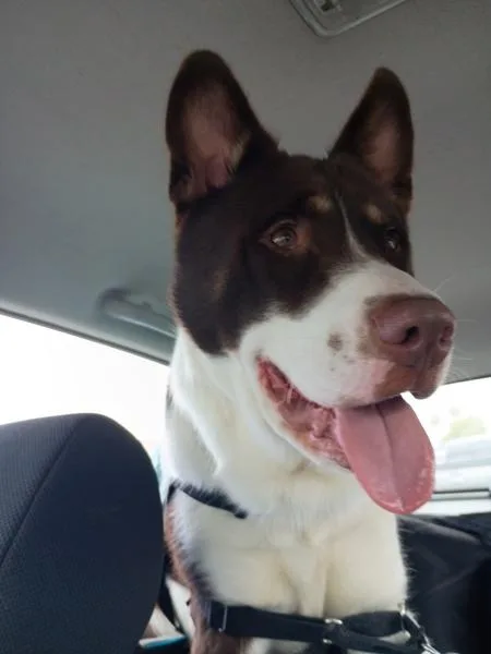 An adult large-sized male Border Collie dog named Dan The Man for adoption in El Cajon, CA
