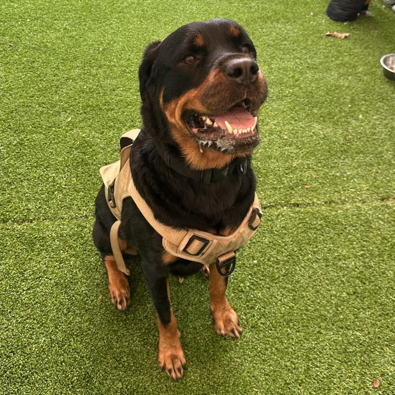 An adult large-sized male Black Rottweiler dog named Apollo for adoption in Warwick, RI