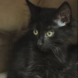 A baby small-sized female Black Domestic Short Hair cat named Onyx for adoption in Atlanta, GA